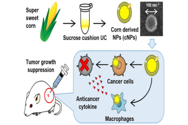 'Amazing' nanoparticles from maize: A potent and economical anti-cancer therapeutic