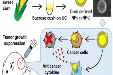 'Amazing' nanoparticles from maize: A potent and economical anti-cancer therapeutic