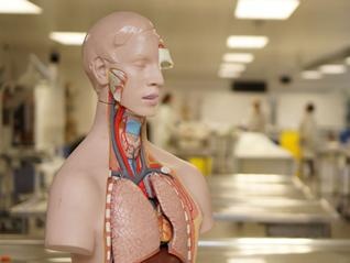 The Anatomical Sciences Practical Courses