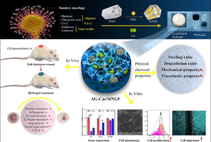 Scientists Develop Advanced Gel to Help Treat Stubborn Diabetic Foot Ulcers